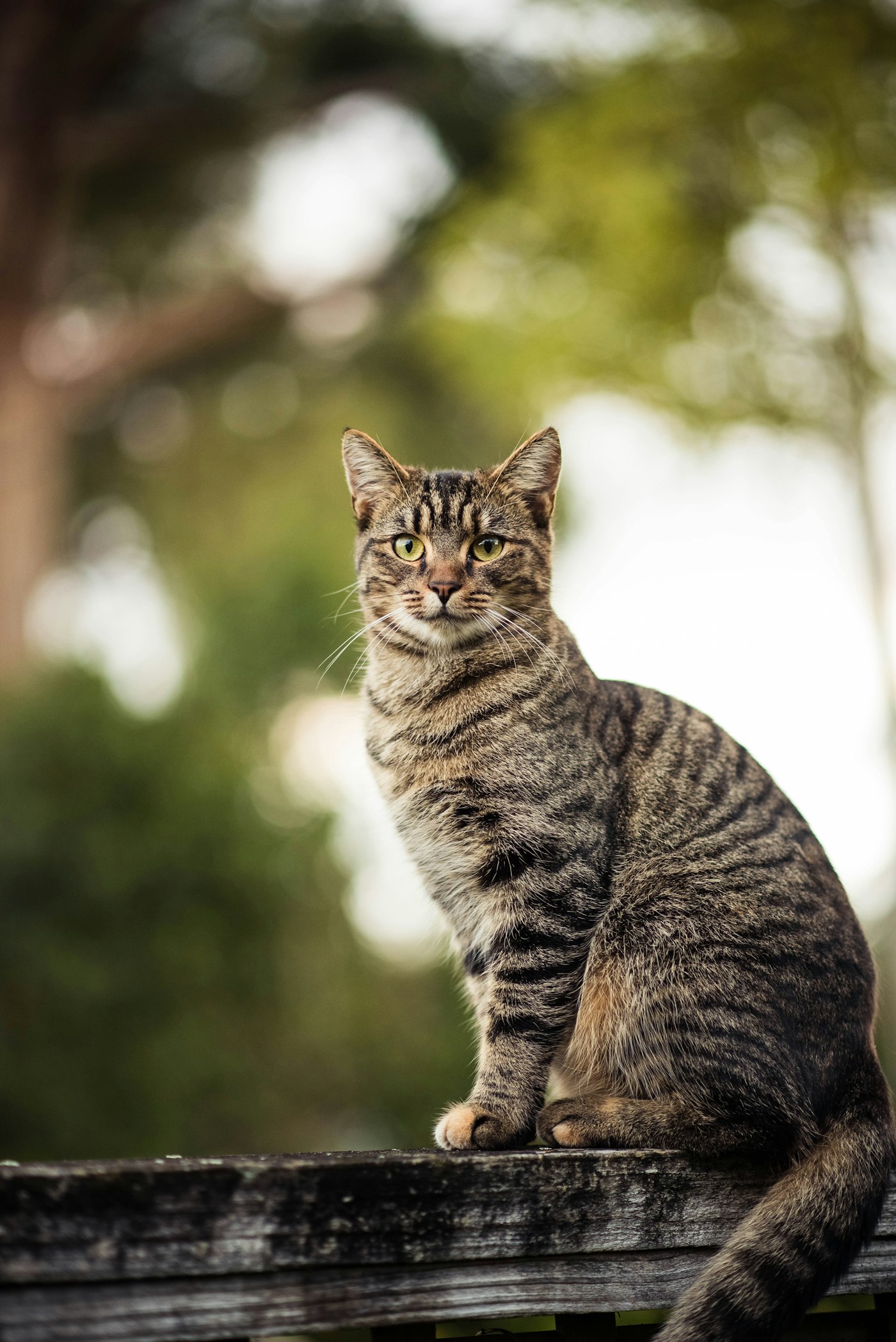 Portrait de chat, communication animale